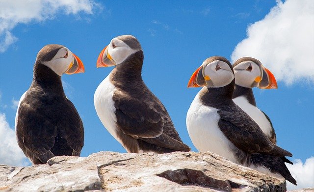 Icelandic puffins